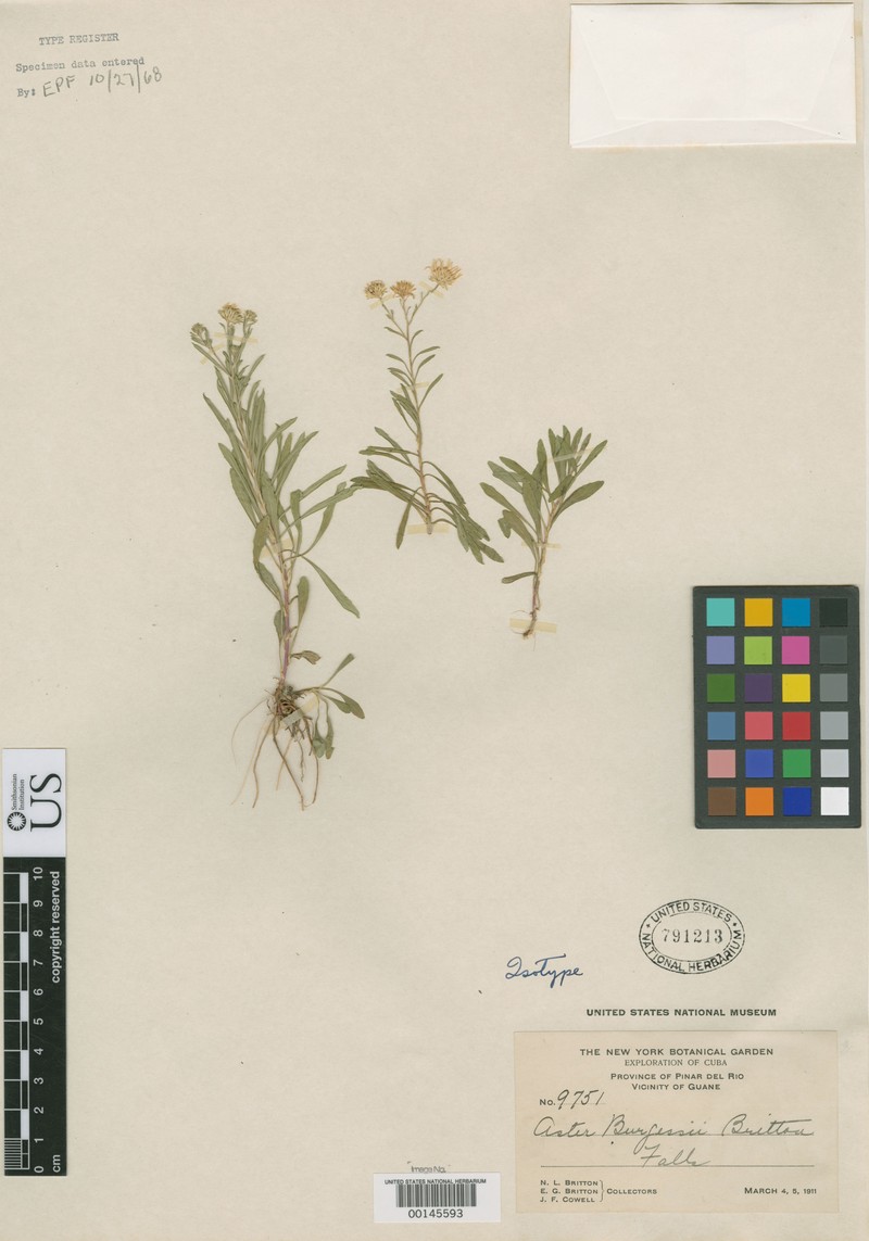 Symphyotrichum burgessii photo 2