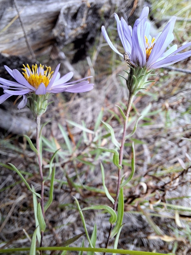 Western Meadow Aster photo 4