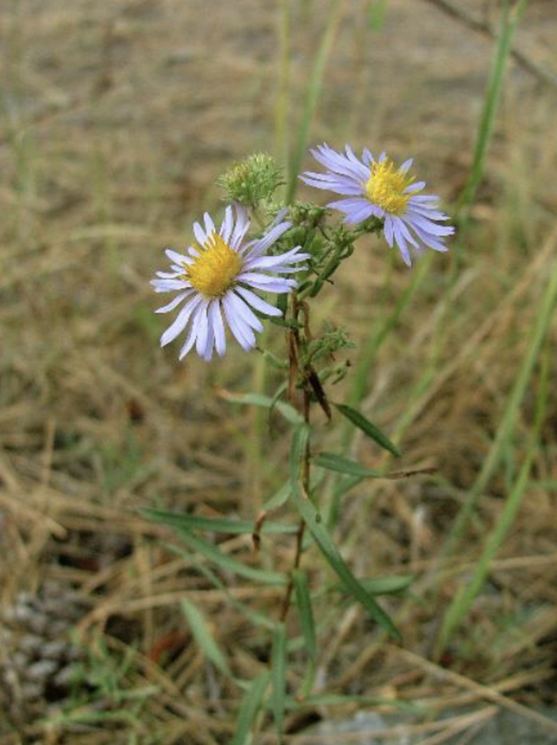 Western Meadow Aster photo 5