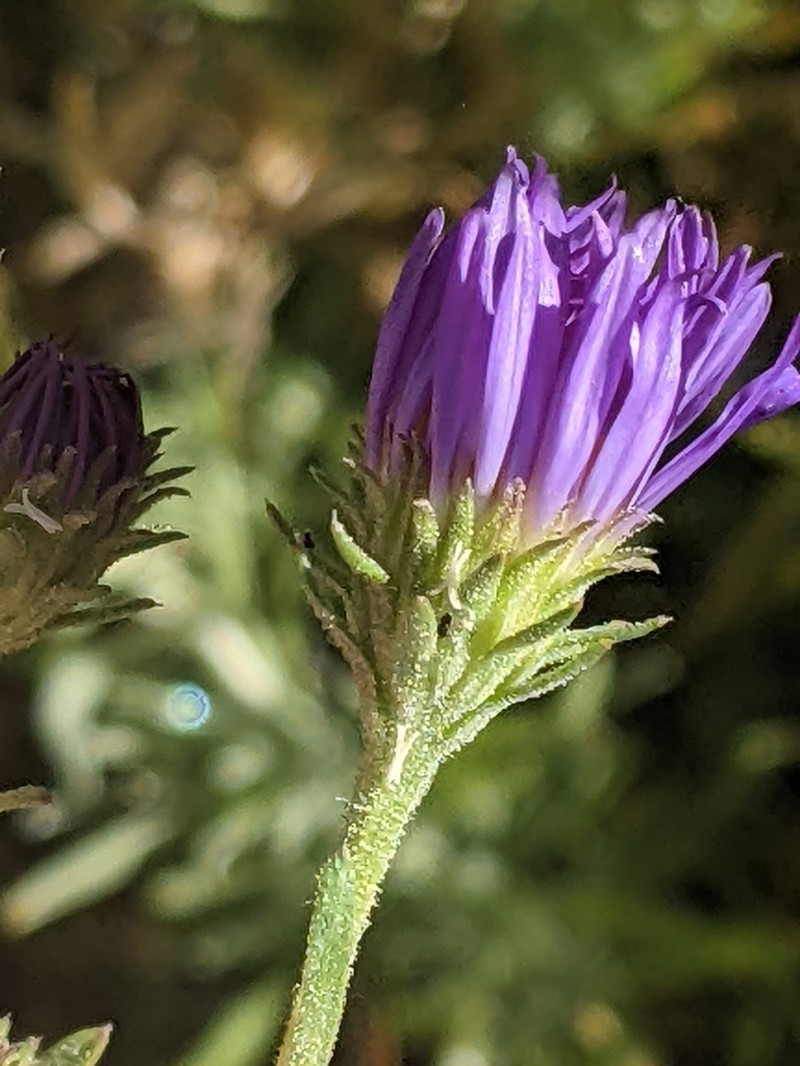 Western Meadow Aster photo 6