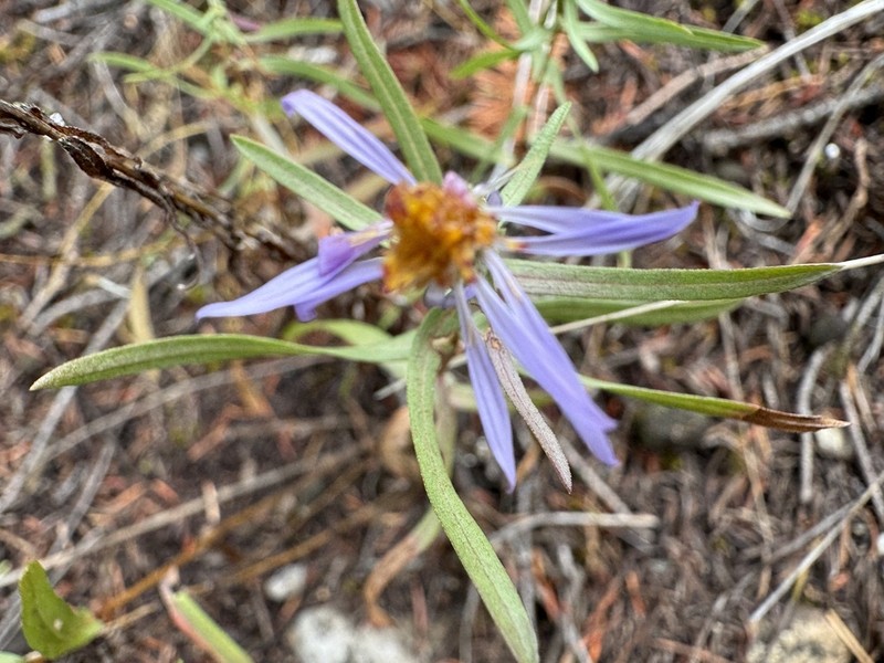 Western Meadow Aster photo 7