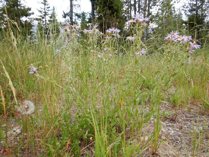 Western Meadow Aster photo 6