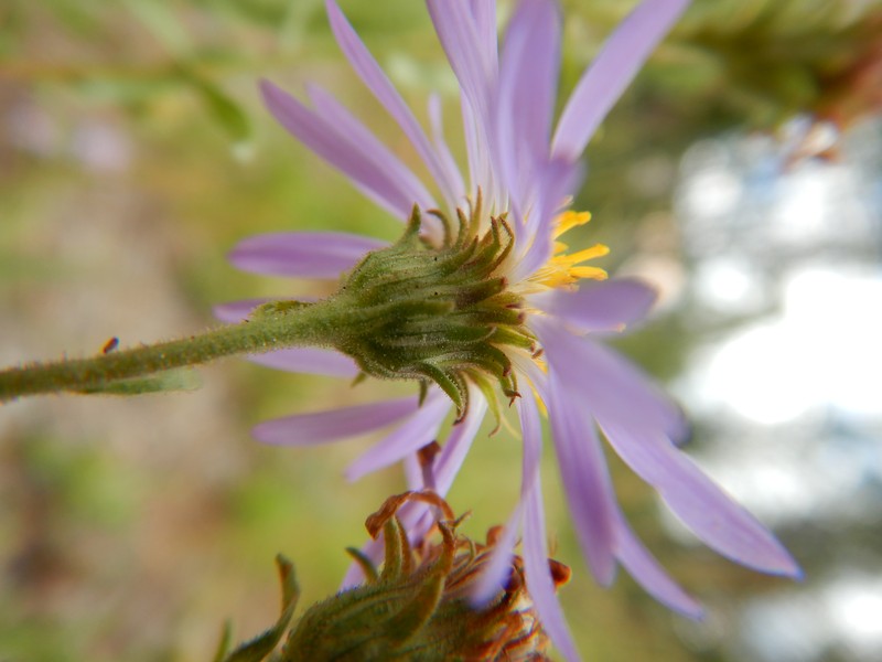 Western Meadow Aster photo 3