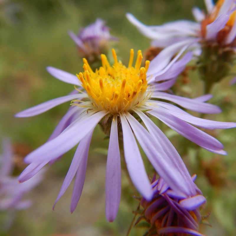 Western Meadow Aster
