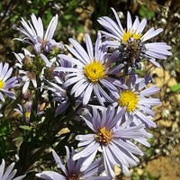 Symphyotrichum carnerosanum