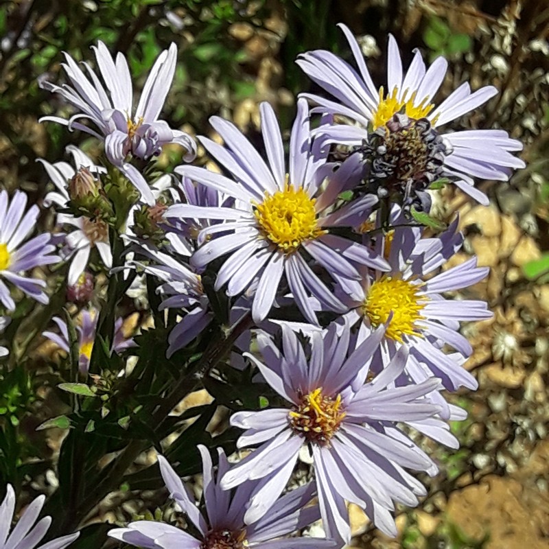 Symphyotrichum carnerosanum