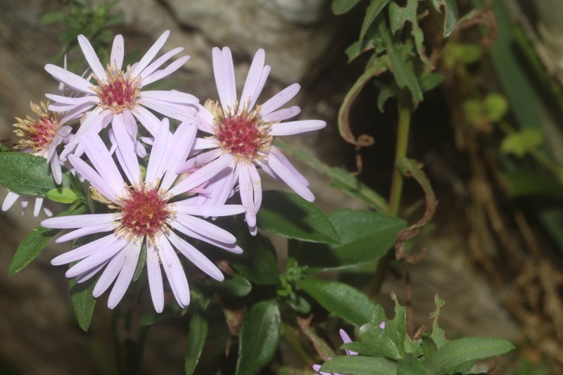 Symphyotrichum carnerosanum photo 2