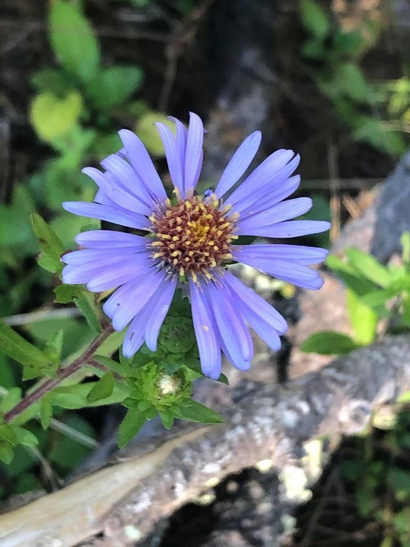 Symphyotrichum carnerosanum photo 3