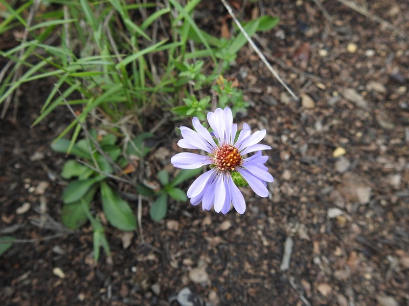 Symphyotrichum carnerosanum photo 4
