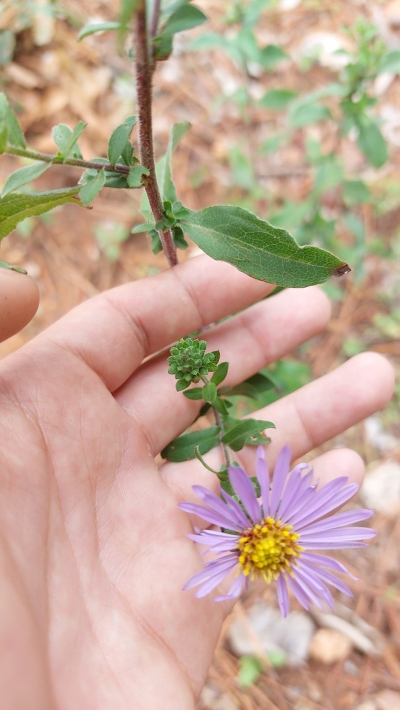 Symphyotrichum carnerosanum photo 5