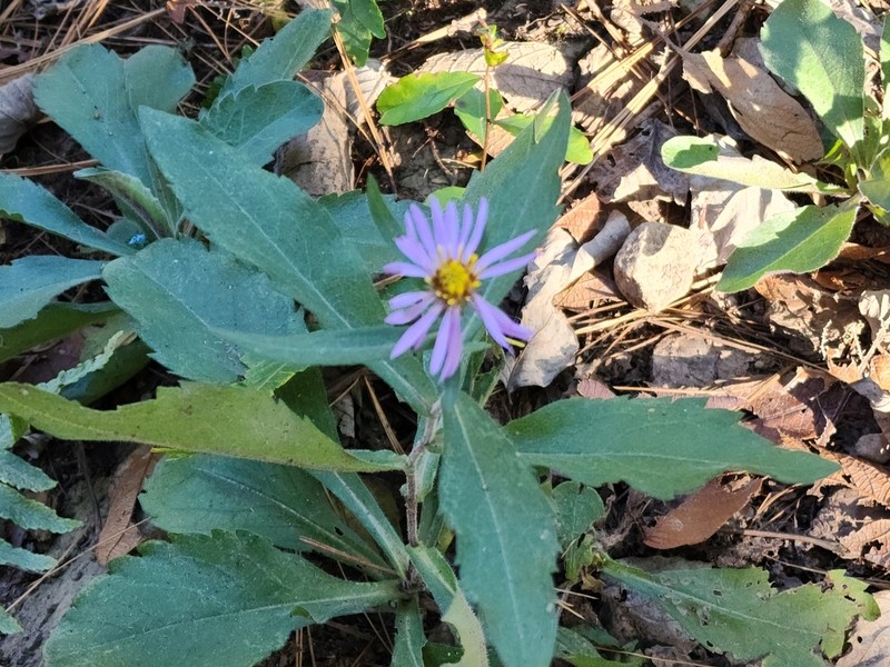Symphyotrichum carnerosanum photo 6