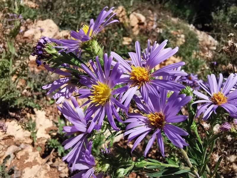 Symphyotrichum carnerosanum photo 7
