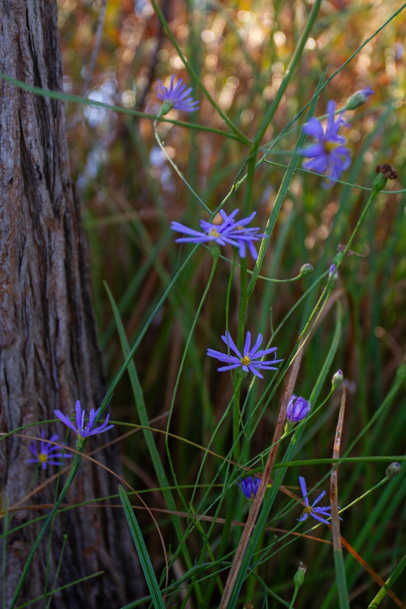 Savannah Aster photo 7