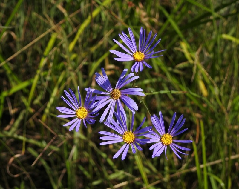 Savannah Aster photo 8