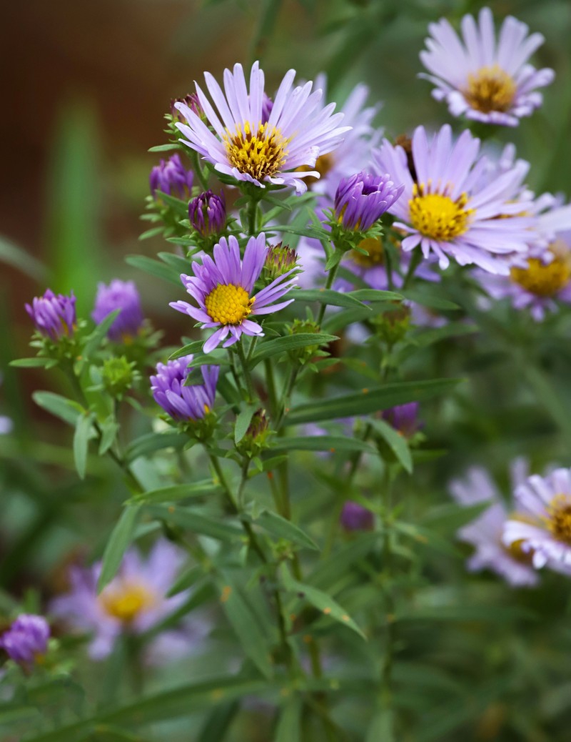 Pacific Aster photo 3