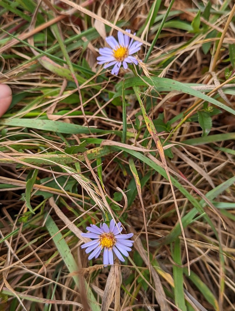 Pacific Aster photo 4