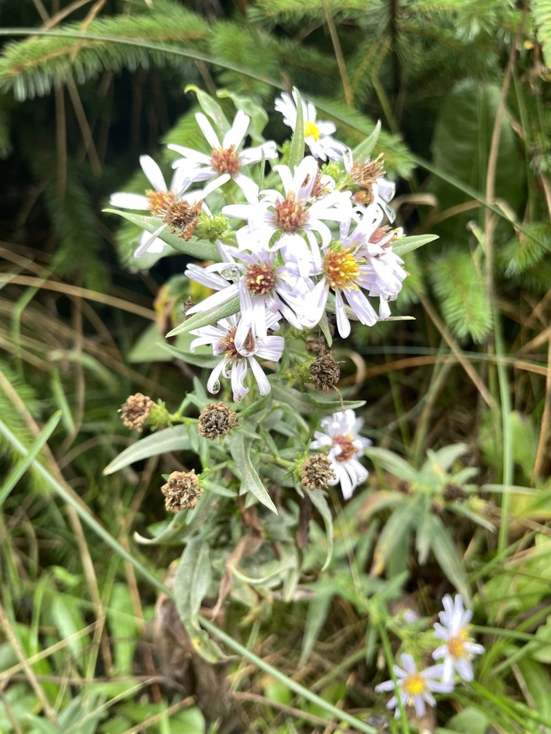 Pacific Aster photo 5
