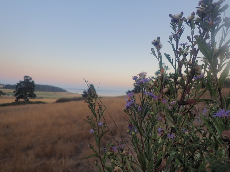 Pacific Aster photo 6
