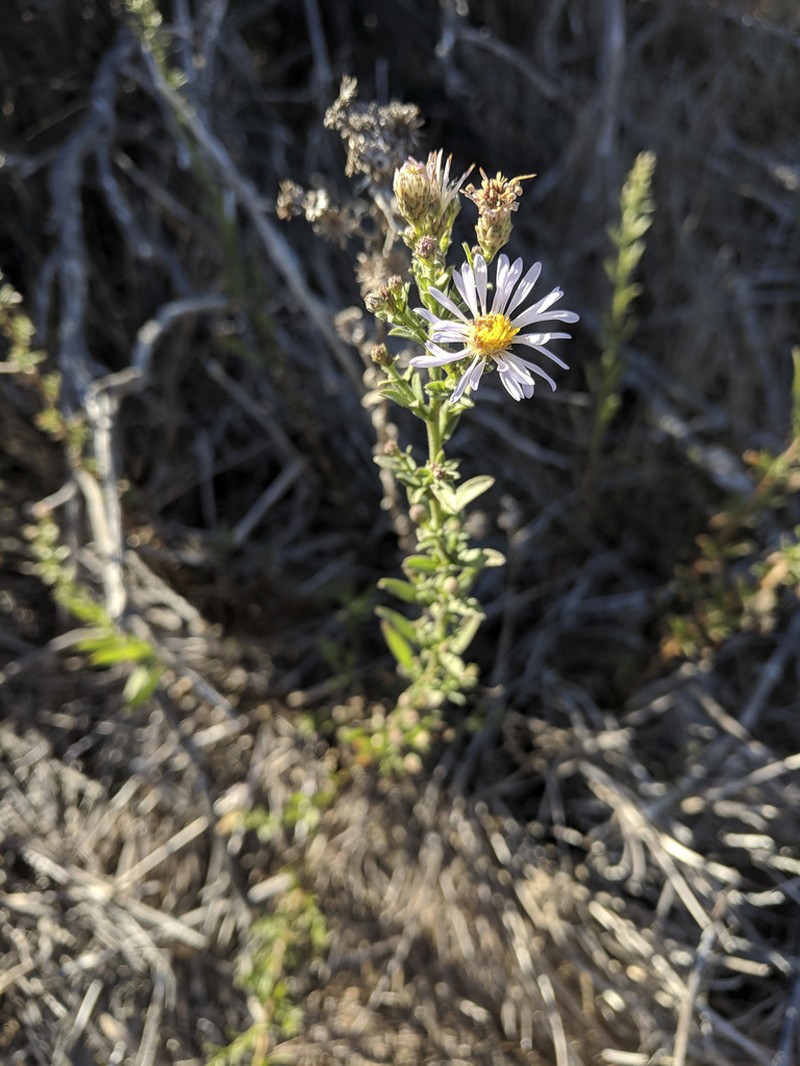 Pacific Aster photo 7