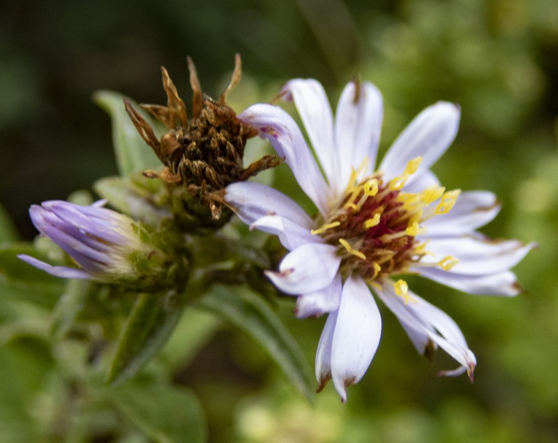 Pacific Aster photo 8