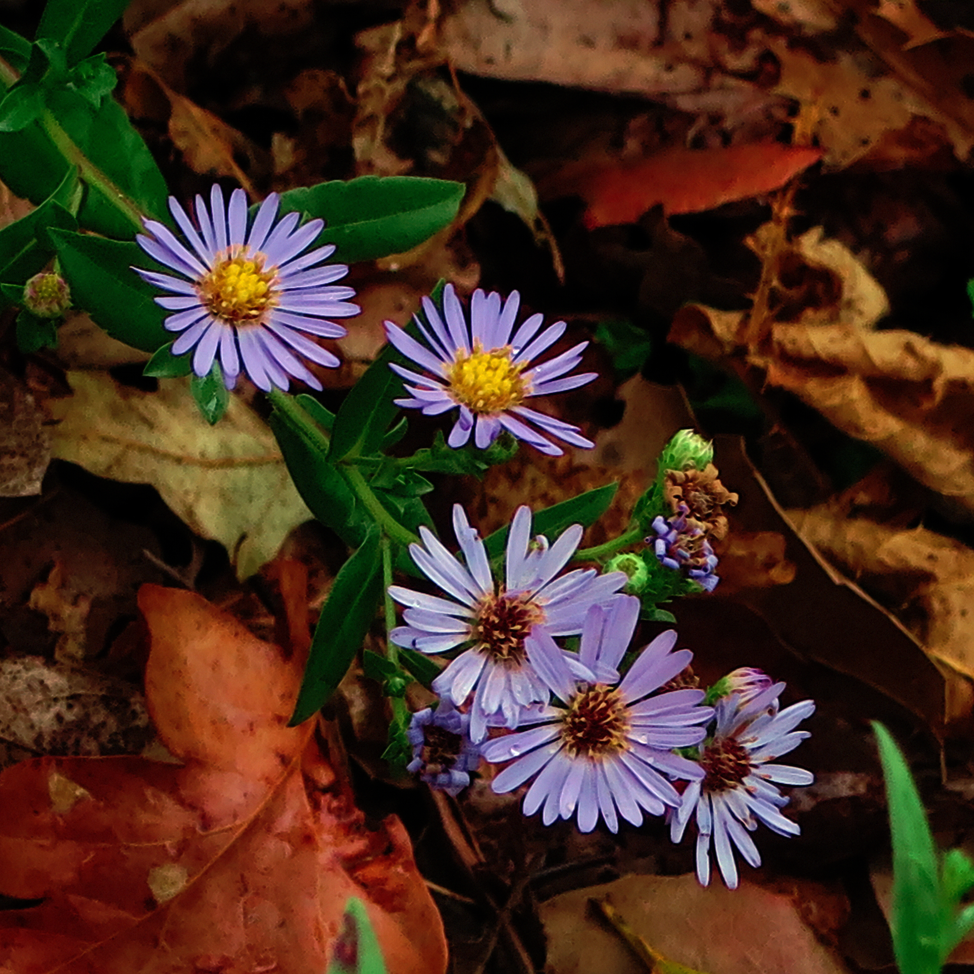 Pacific Aster