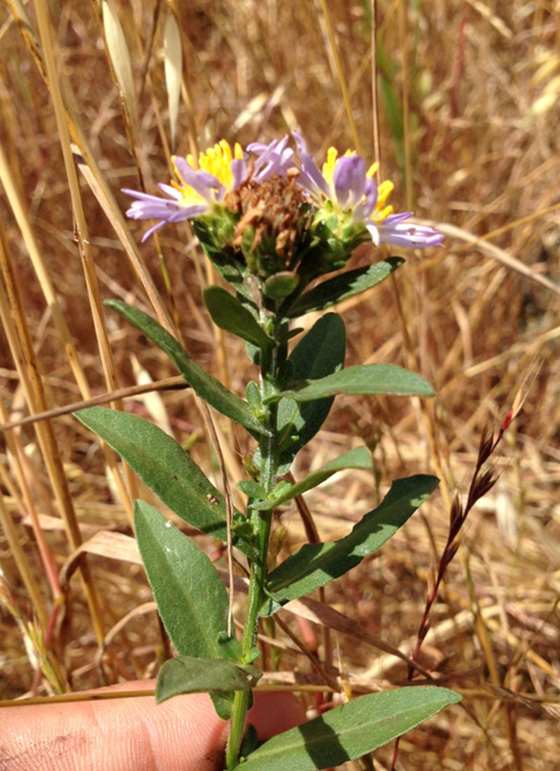 Pacific Aster photo 5