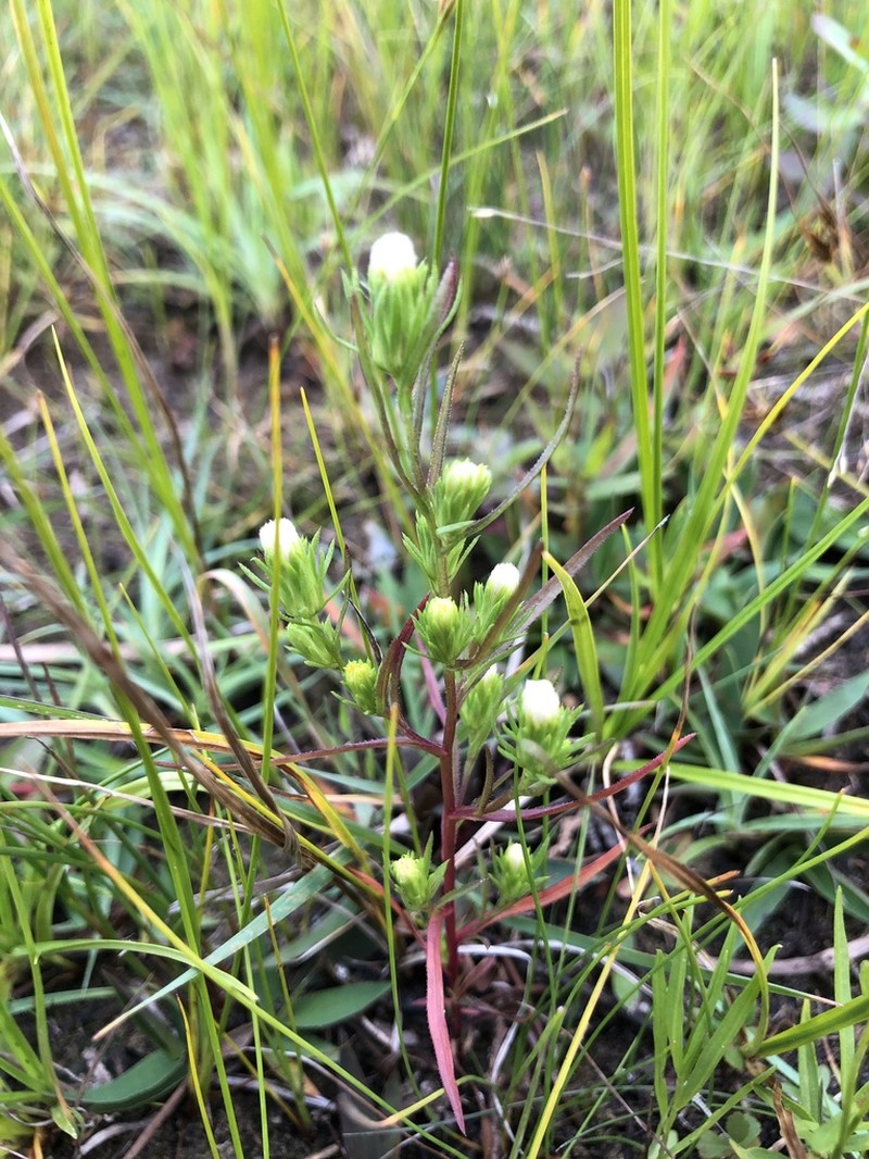 Rayless Alkali Aster photo 6