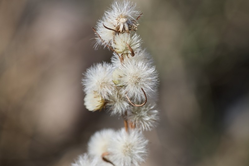 Rayless Alkali Aster photo 7