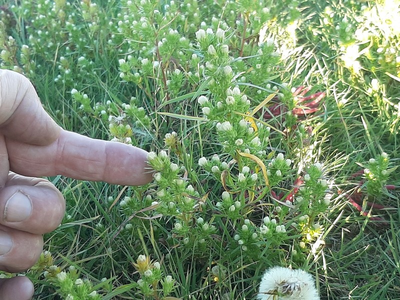 Rayless Alkali Aster photo 8
