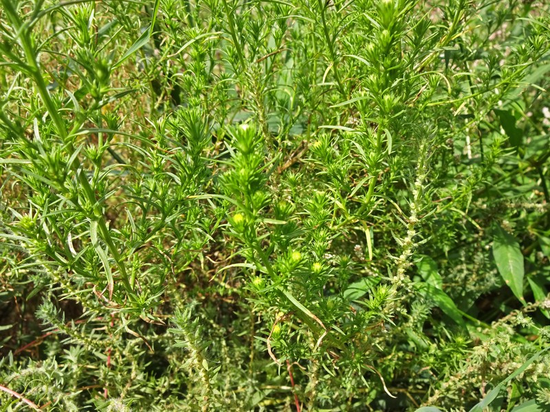 Rayless Alkali Aster photo 2