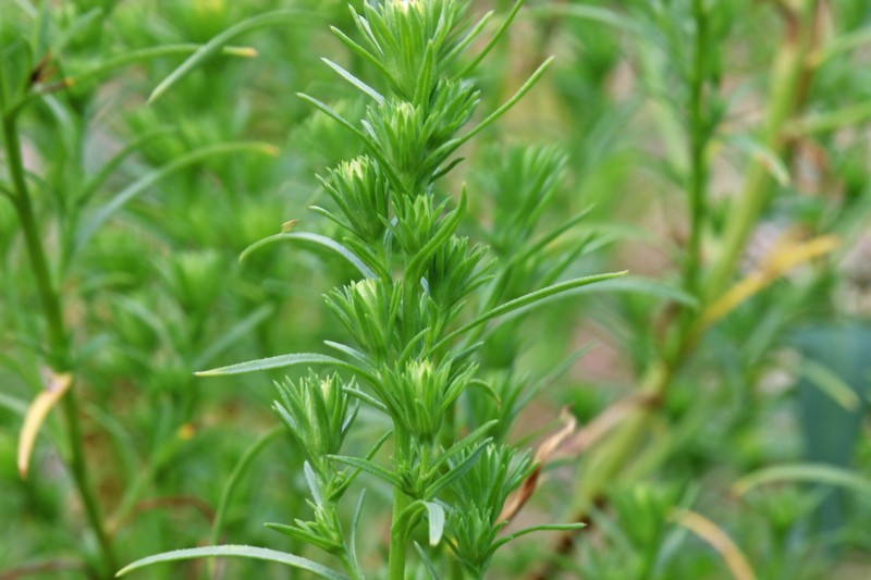 Rayless Alkali Aster photo 3