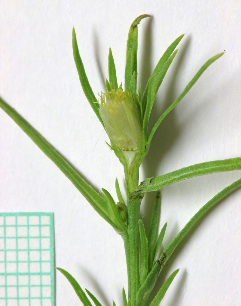 Rayless Alkali Aster photo 4