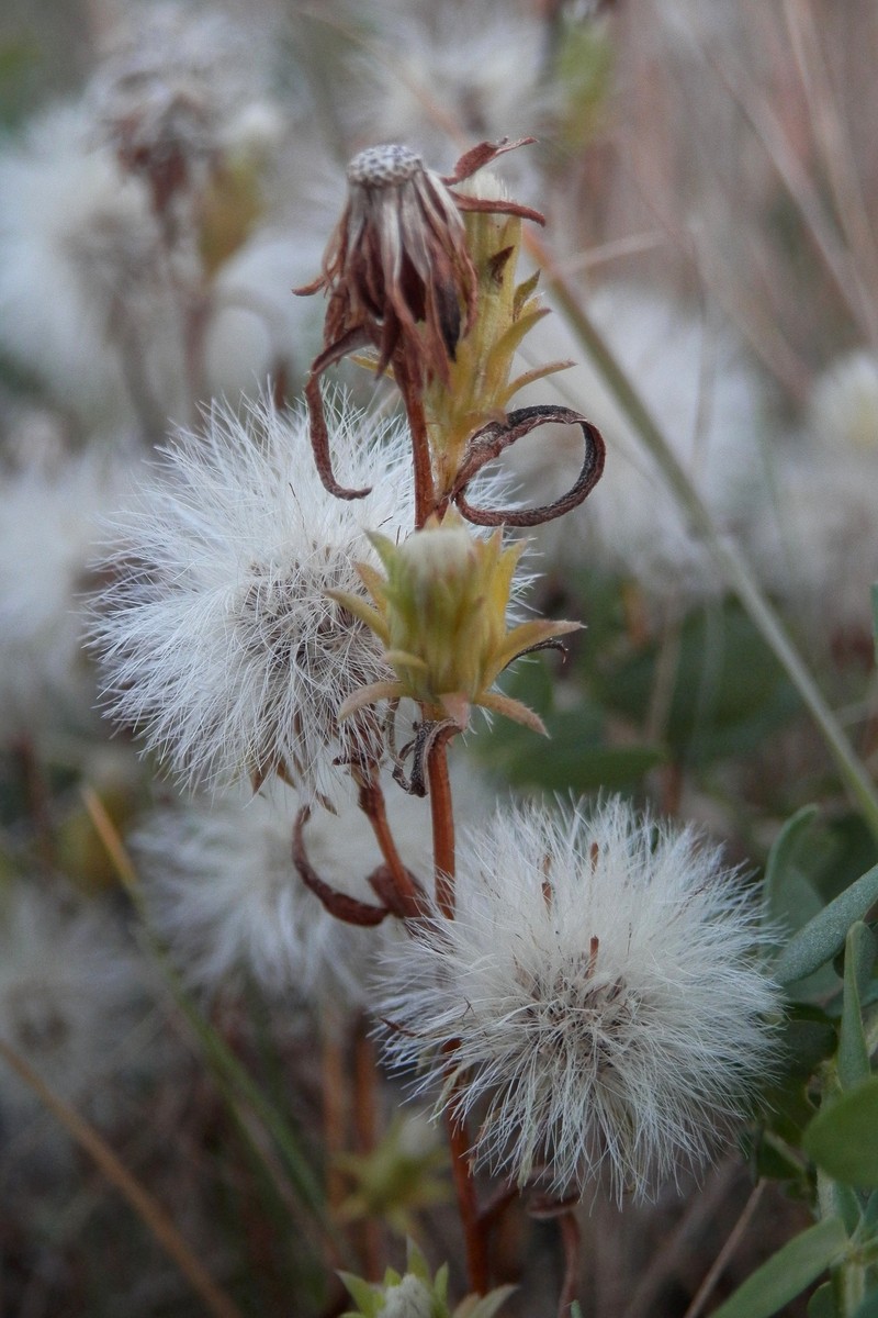 Rayless Alkali Aster photo 5