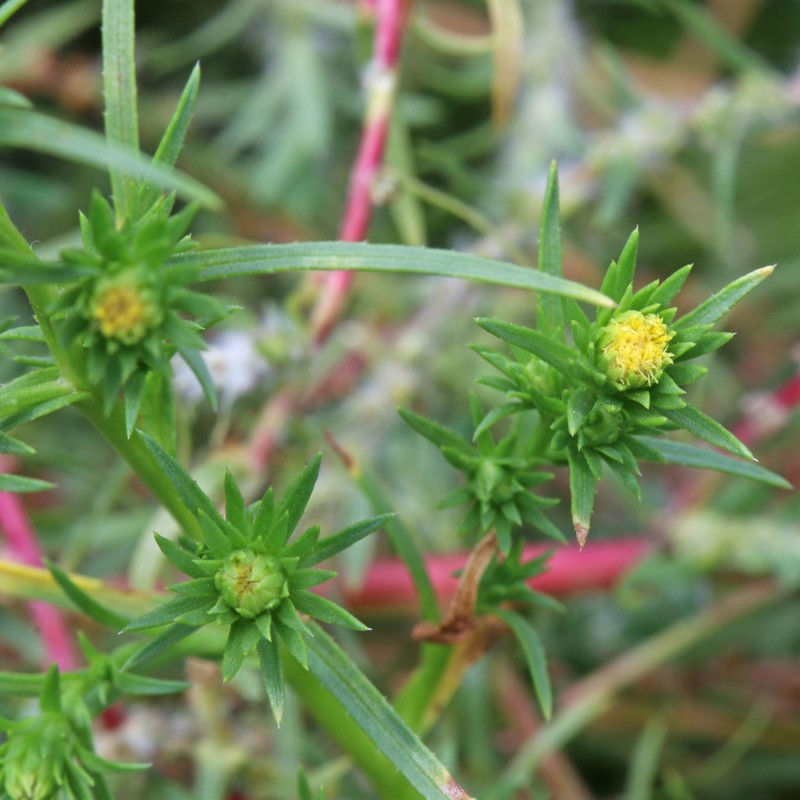 Rayless Alkali Aster