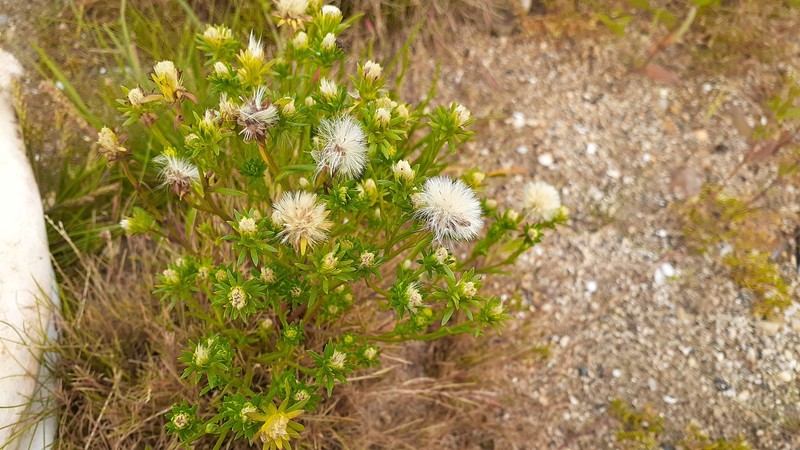 Rayless Alkali Aster photo 6