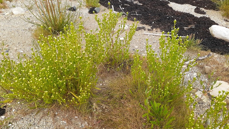Rayless Alkali Aster photo 7