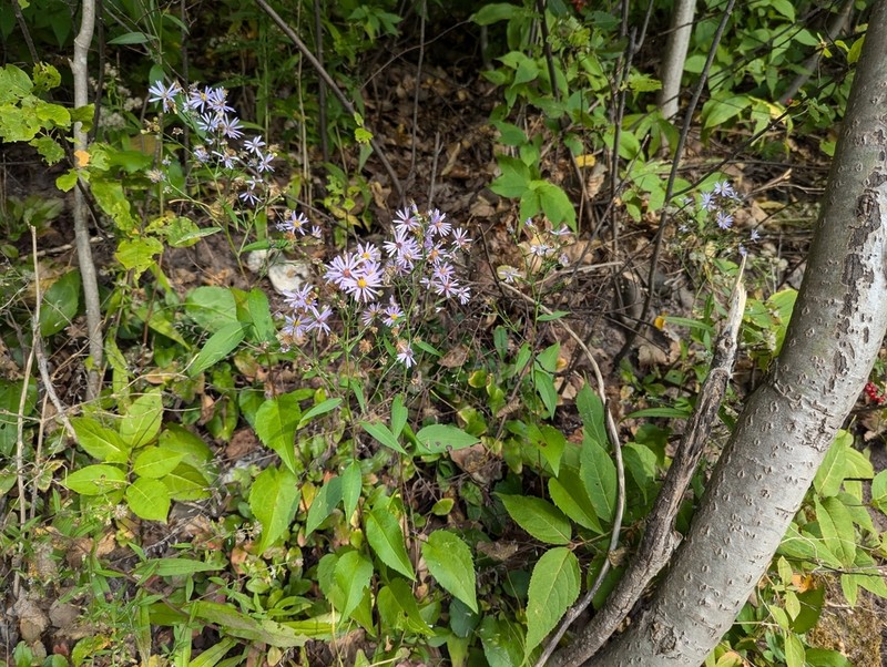 Lindley's Aster photo 4