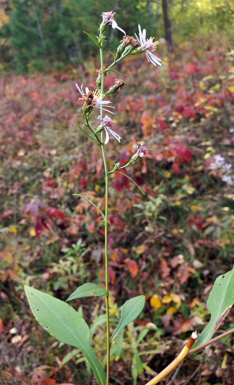 Lindley's Aster photo 5