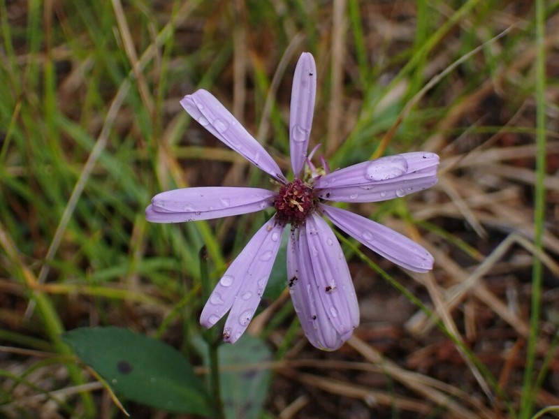 Lindley's Aster photo 6