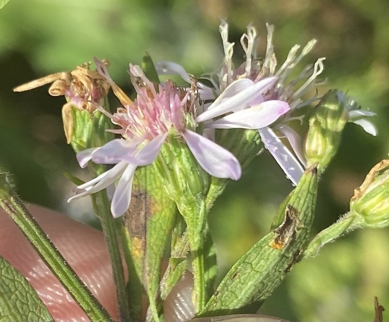 Lindley's Aster photo 7