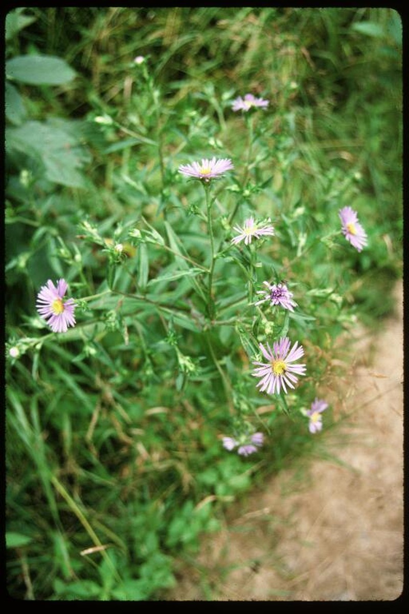 Lindley's Aster photo 5