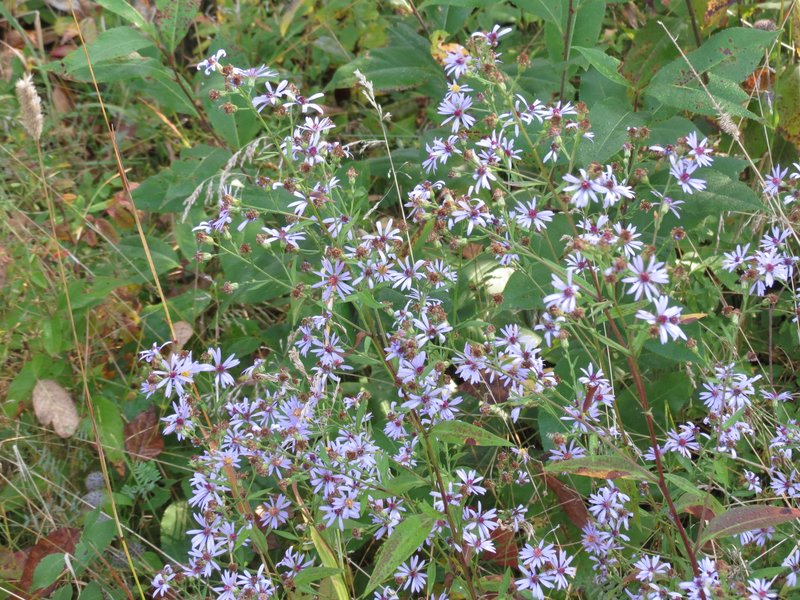 Lindley's Aster