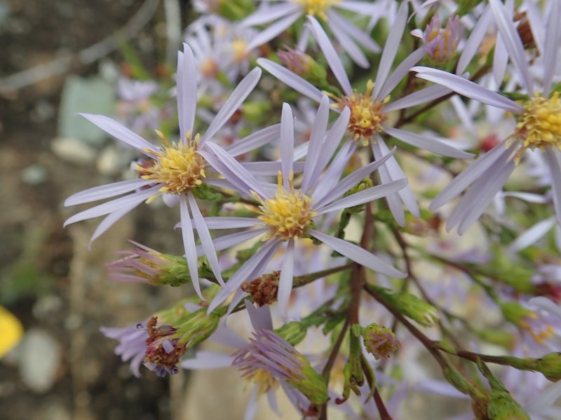 Lindley's Aster photo 6