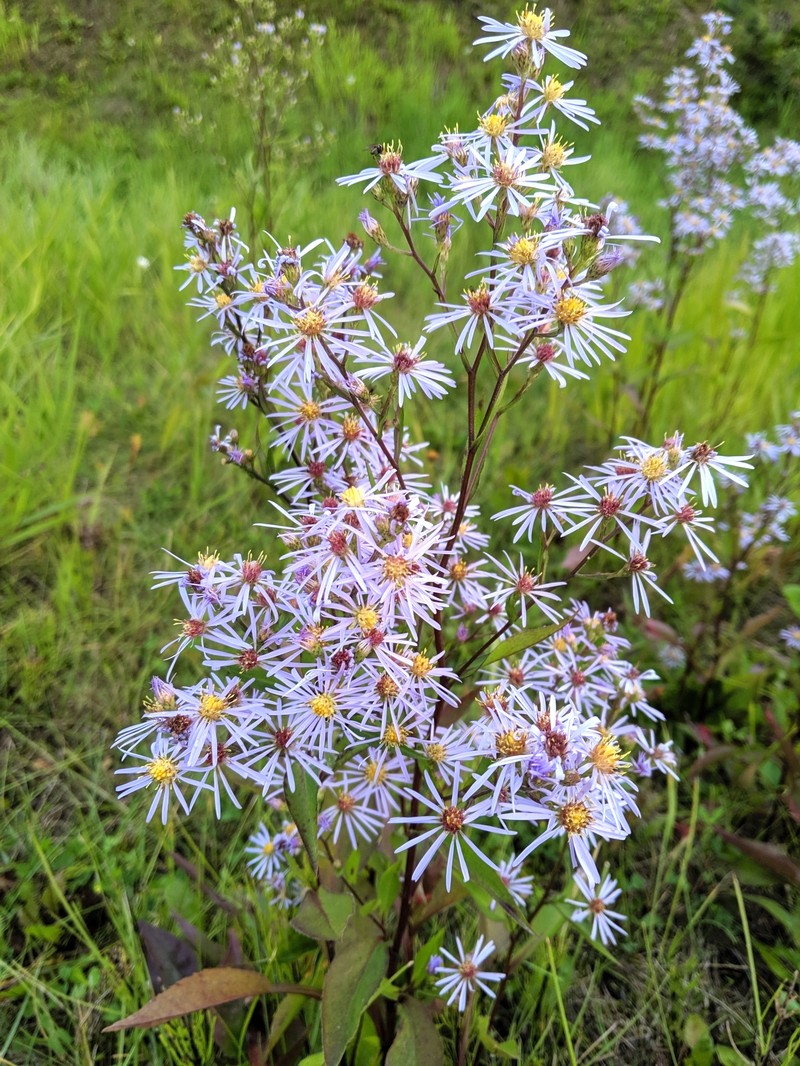 Lindley's Aster photo 2