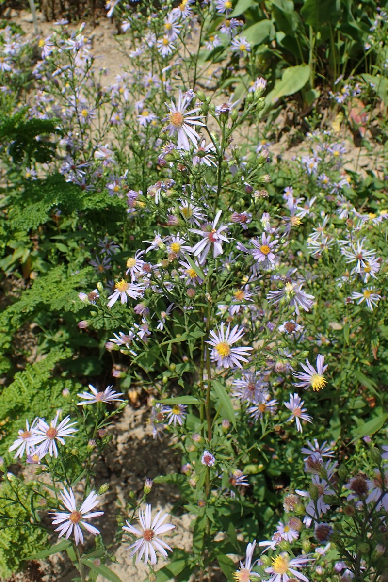 Lindley's Aster photo 4