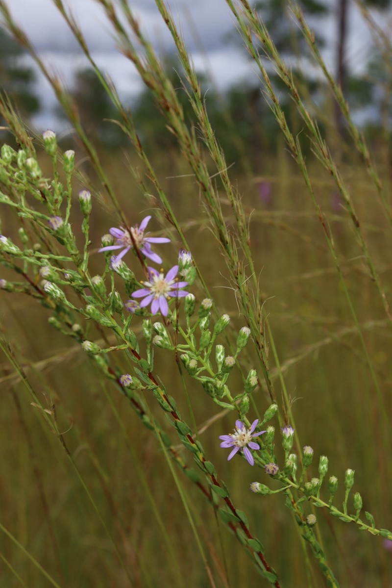Eastern Silver Aster photo 3