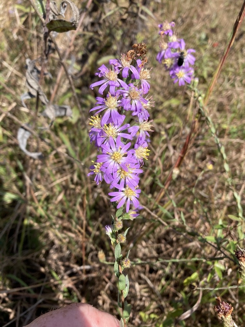 Eastern Silver Aster photo 4
