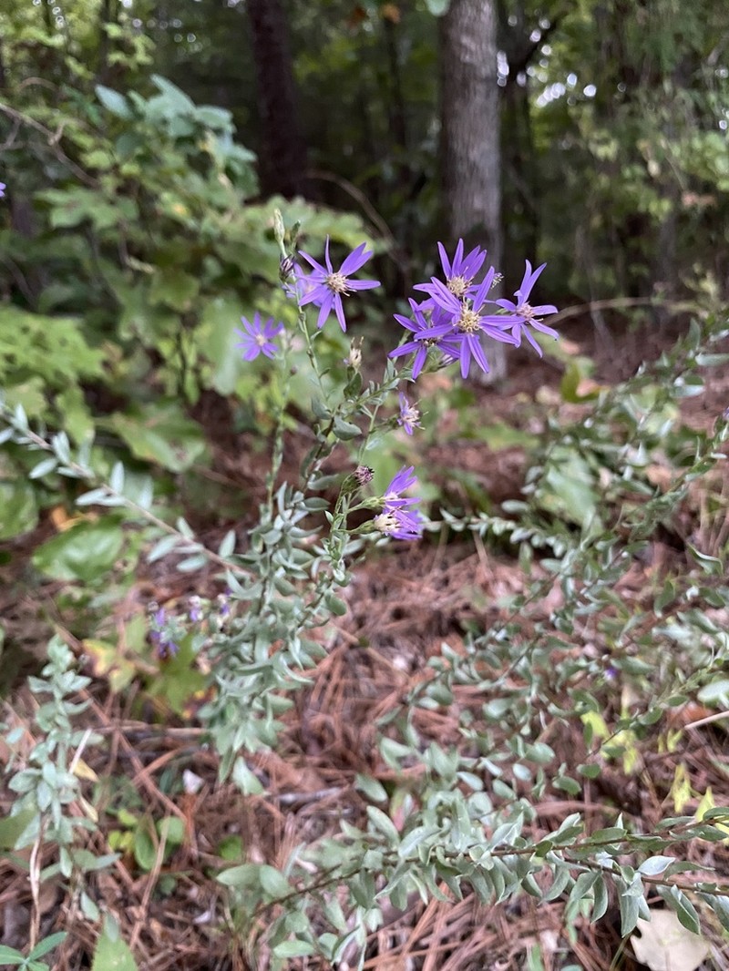 Eastern Silver Aster photo 5