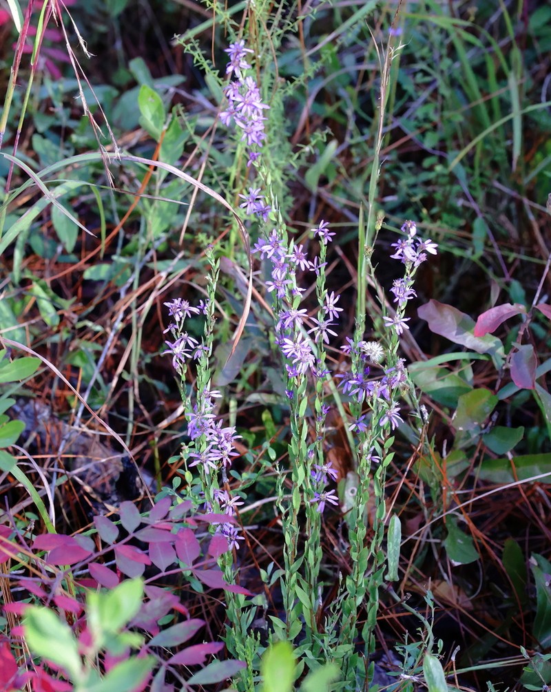 Eastern Silver Aster photo 6