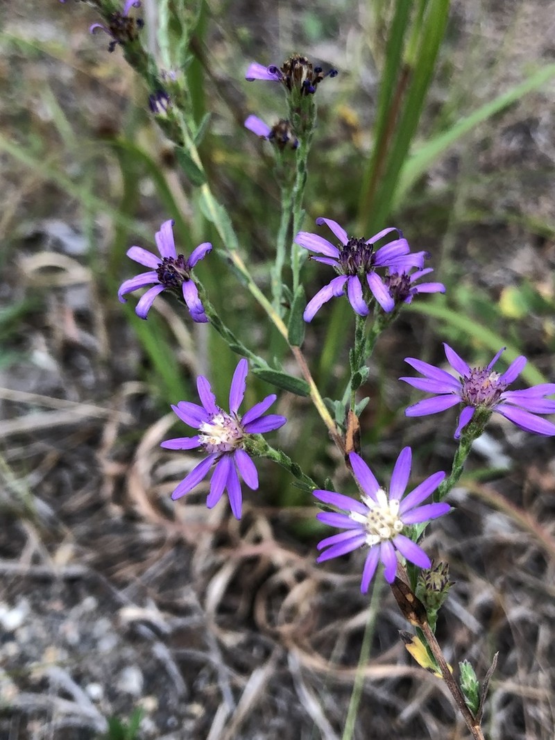 Eastern Silver Aster photo 7